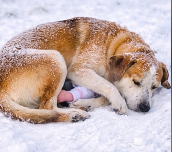 Пес, який зігрів чуже життя